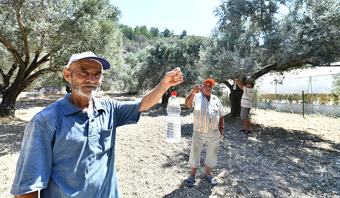 Zeytin Sineği ile Mücadele