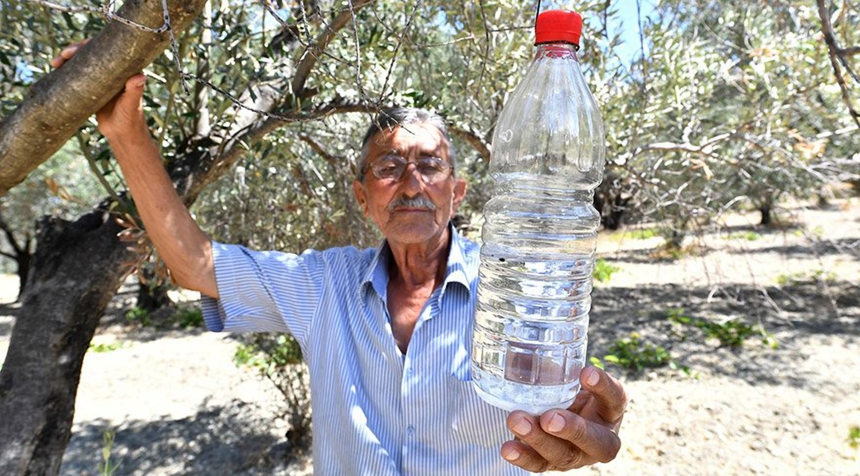 Tuzak şişesiyle bir zeytin üreticisi